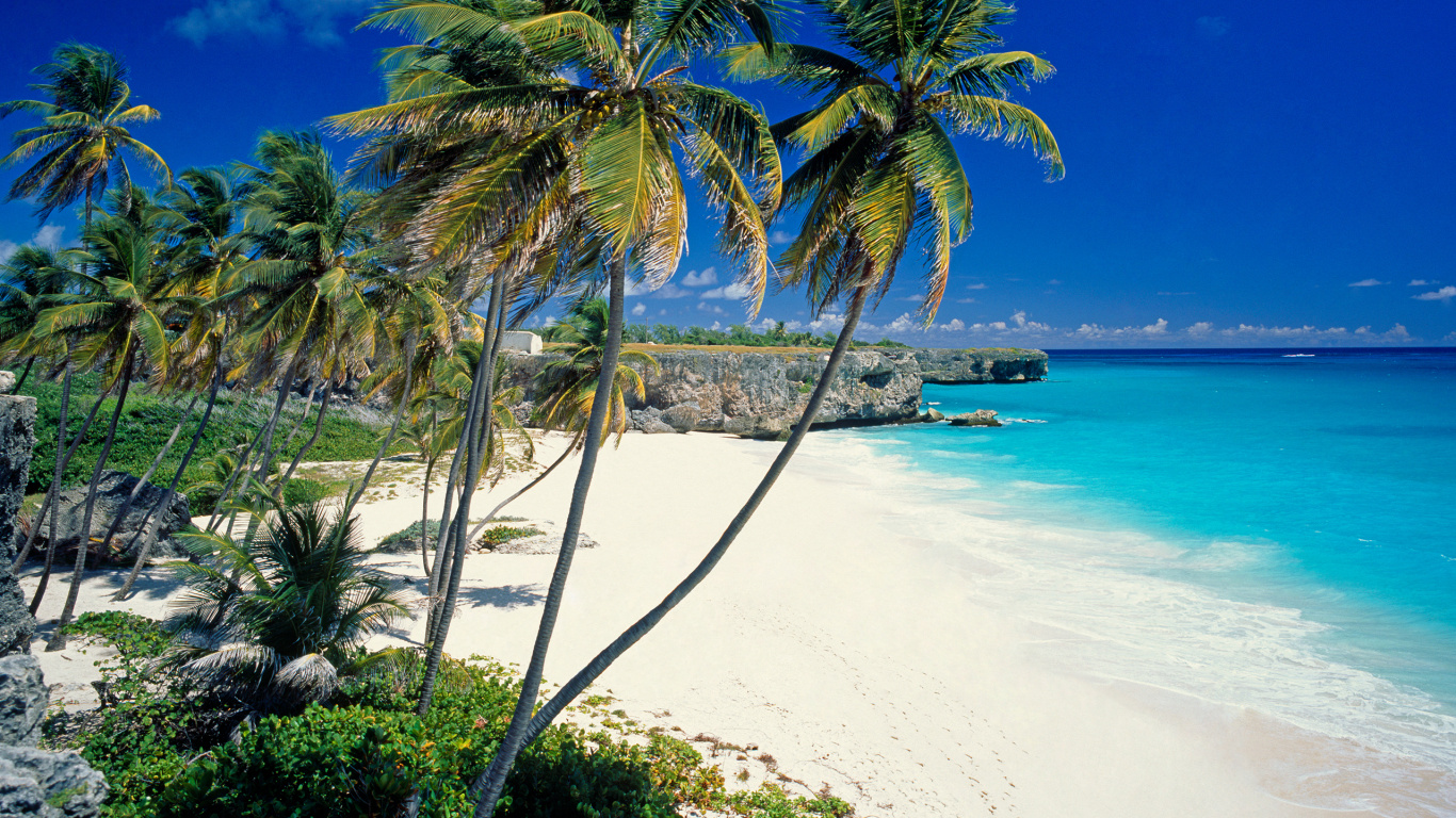 Обои Дно Залива, пляж, тропическая зона, Пальма, Карибский бассейн в разрешении 1366x768