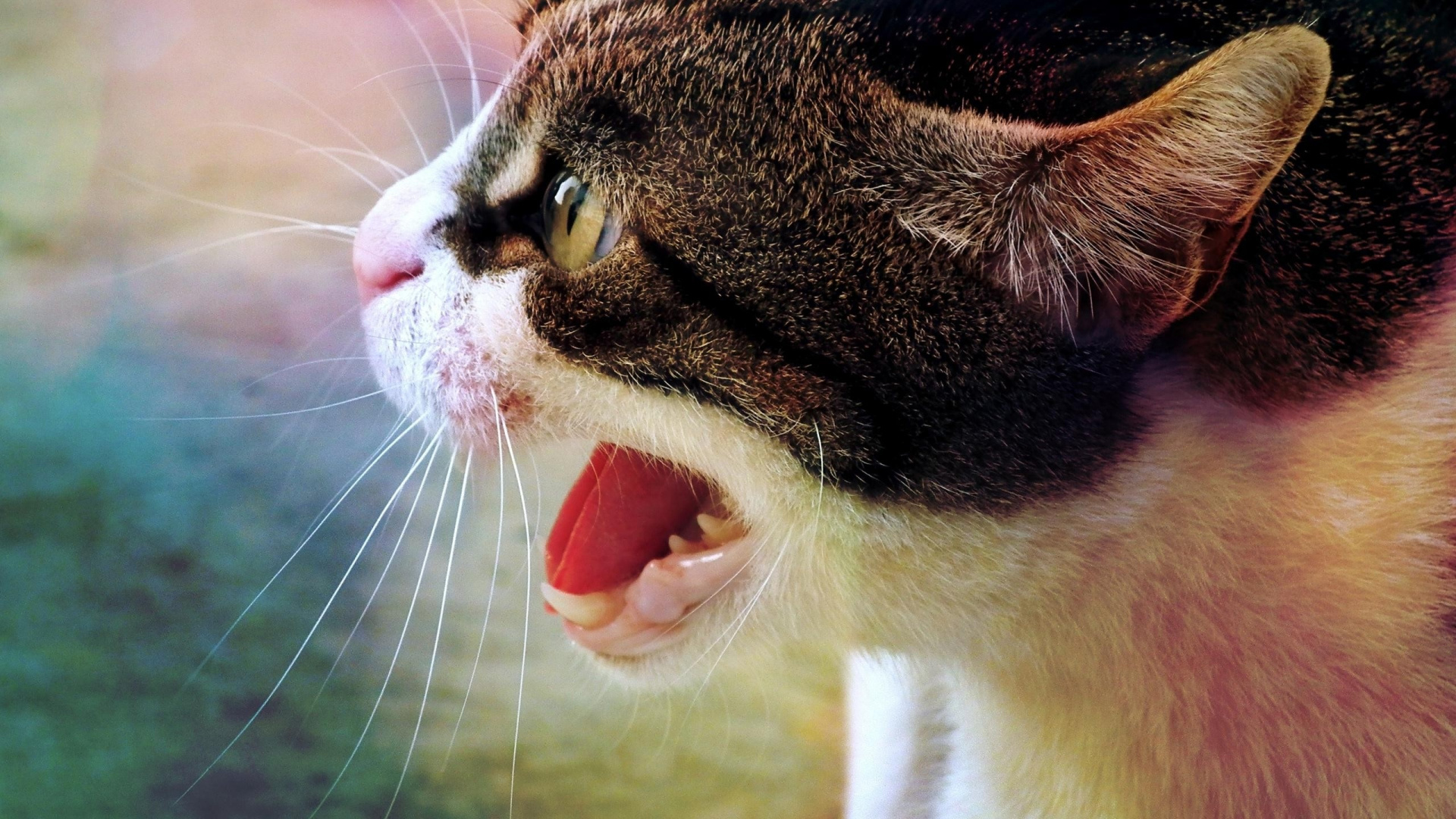 Обои кот, морда, мимика, нос, выражение лица в разрешении 1920x1080