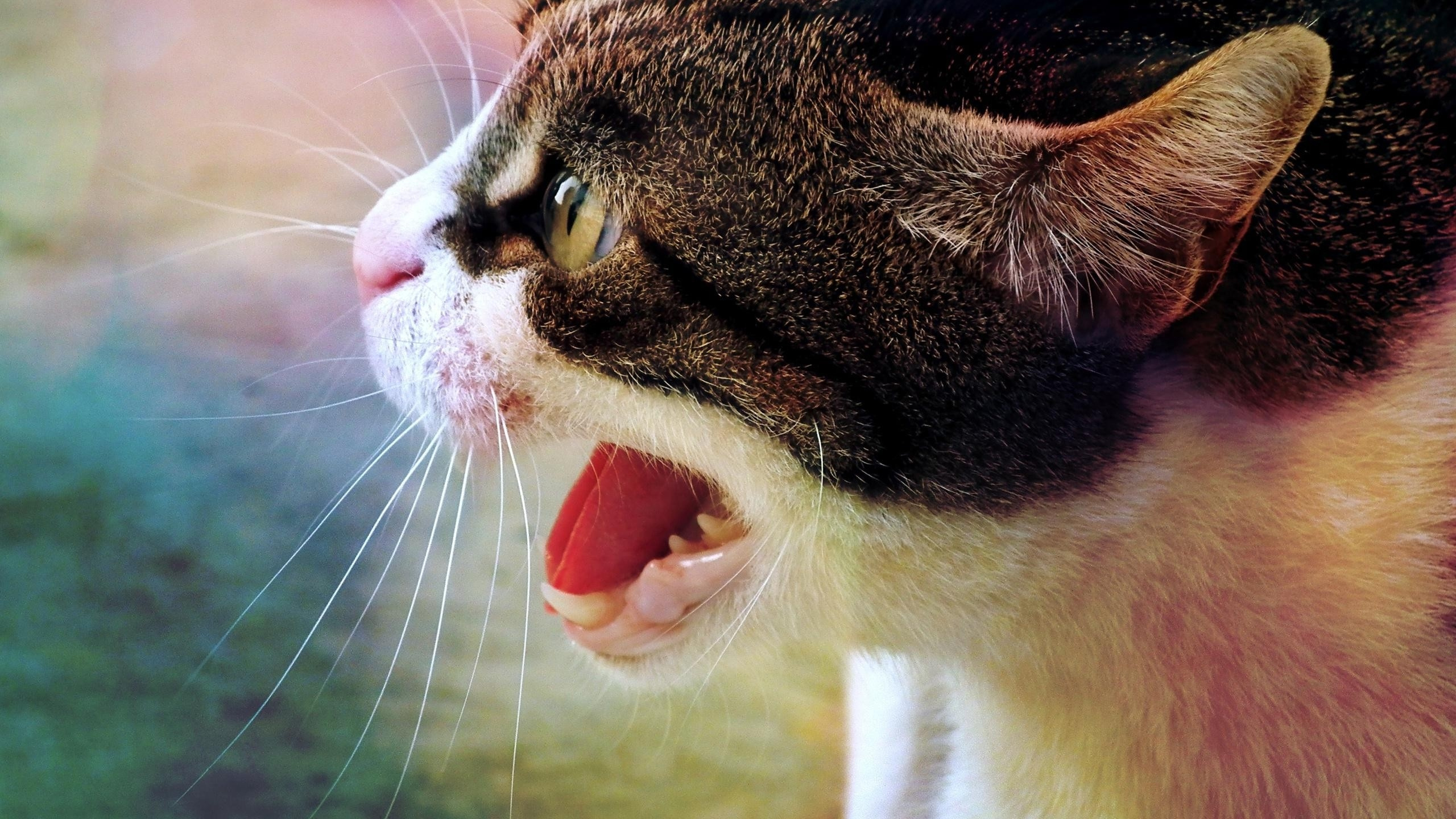 Обои кот, морда, мимика, нос, выражение лица в разрешении 2560x1440