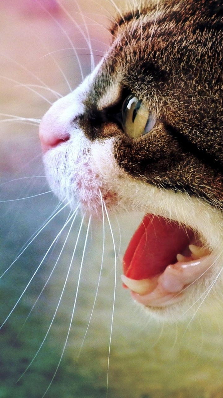 Обои кот, морда, мимика, нос, выражение лица в разрешении 720x1280