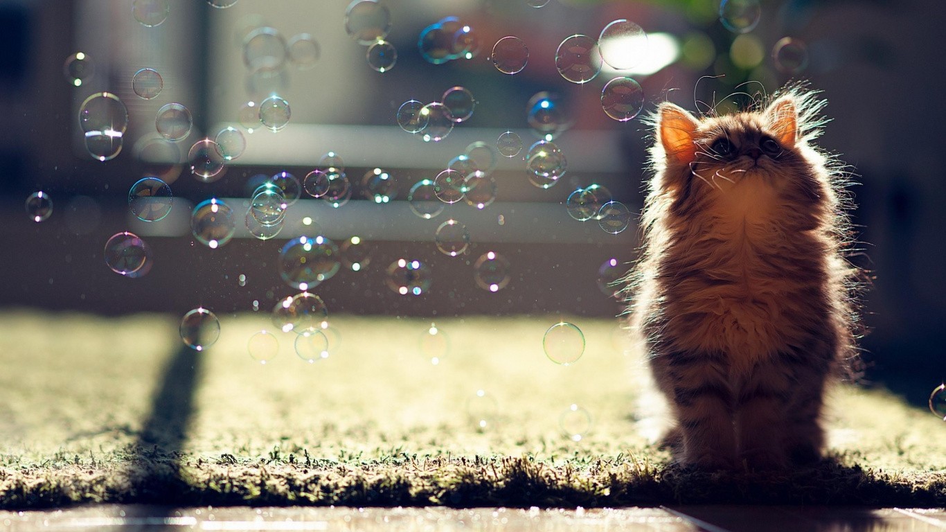 Обои котенок, кот, привлекательность, бакенбарды, солнечный свет в разрешении 1366x768