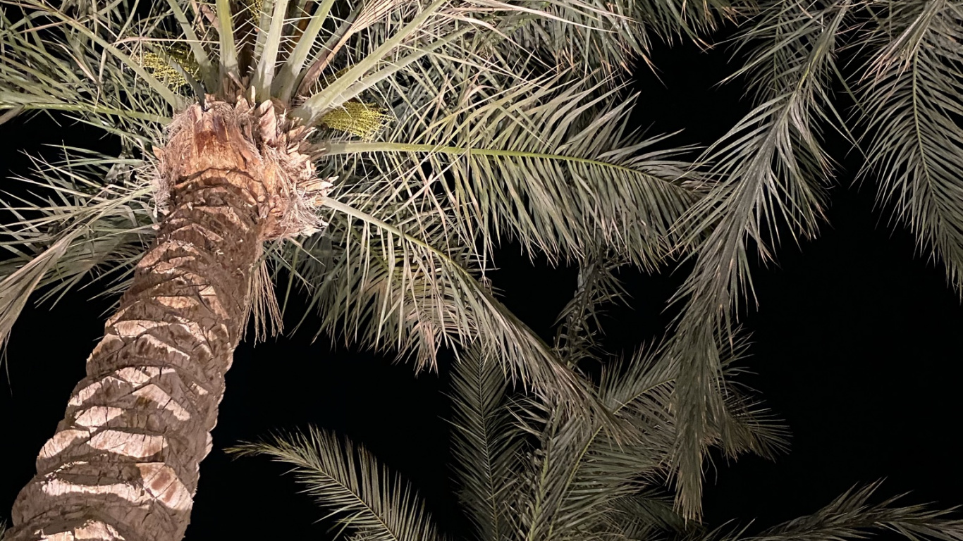 Обои растительность, пальмовые рощи, финиковая пальма, растение, природа в разрешении 1366x768