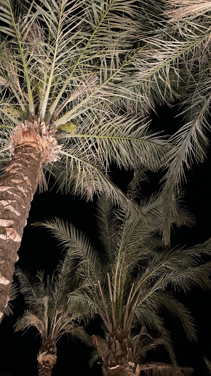 Обои растительность, пальмовые рощи, финиковая пальма, растение, природа в разрешении 720x1280