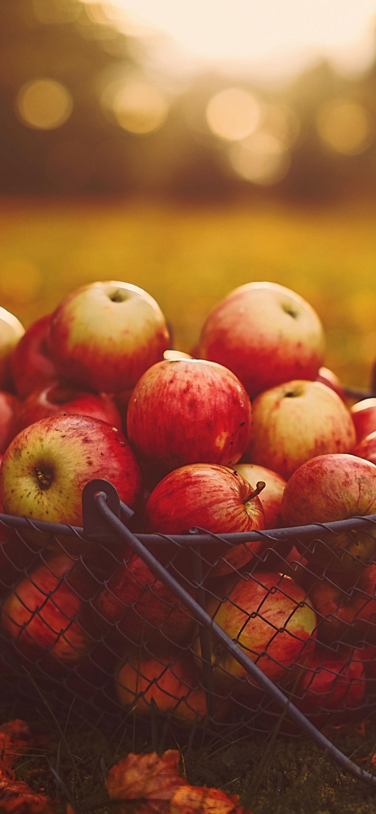 Обои apple, фрукты, красный цвет, осень, растение в разрешении 1242x2688