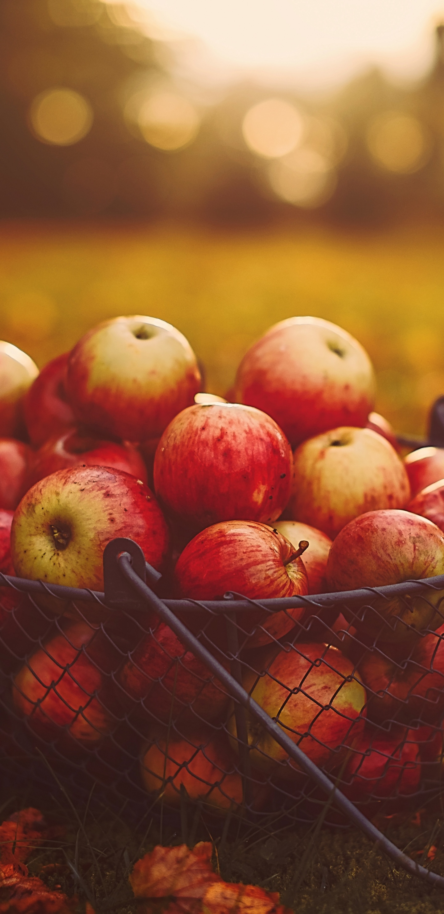 Обои apple, фрукты, красный цвет, осень, растение в разрешении 1440x2960