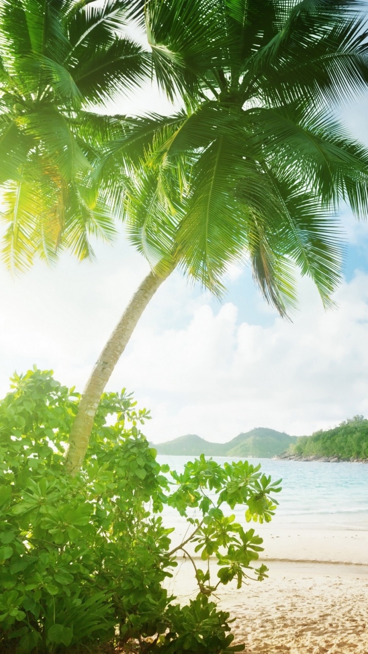 Обои тропическая зона, дерево, растительность, Пальма, Карибский бассейн в разрешении 720x1280