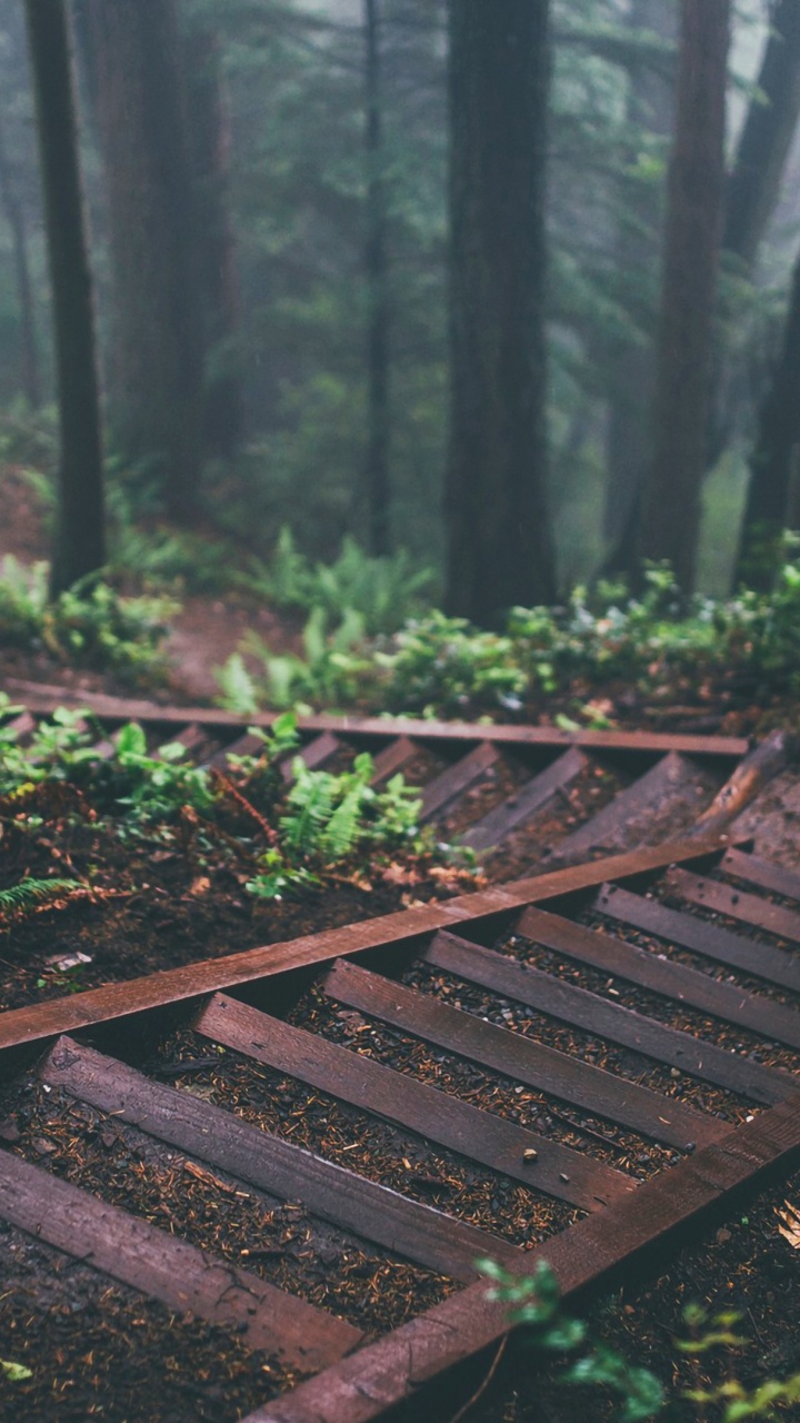 Обои планшет, растение, экорегион, зеленый, древесина в разрешении 720x1280