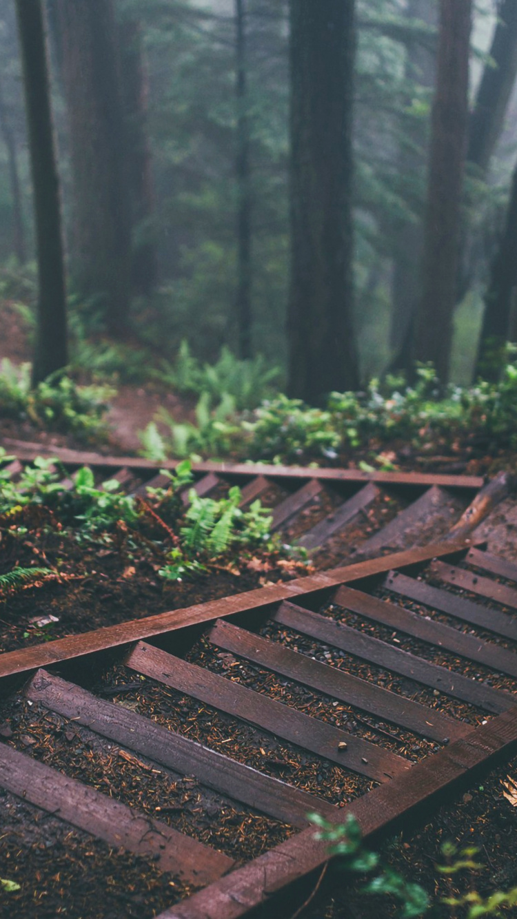 Обои планшет, растение, экорегион, зеленый, древесина в разрешении 750x1334