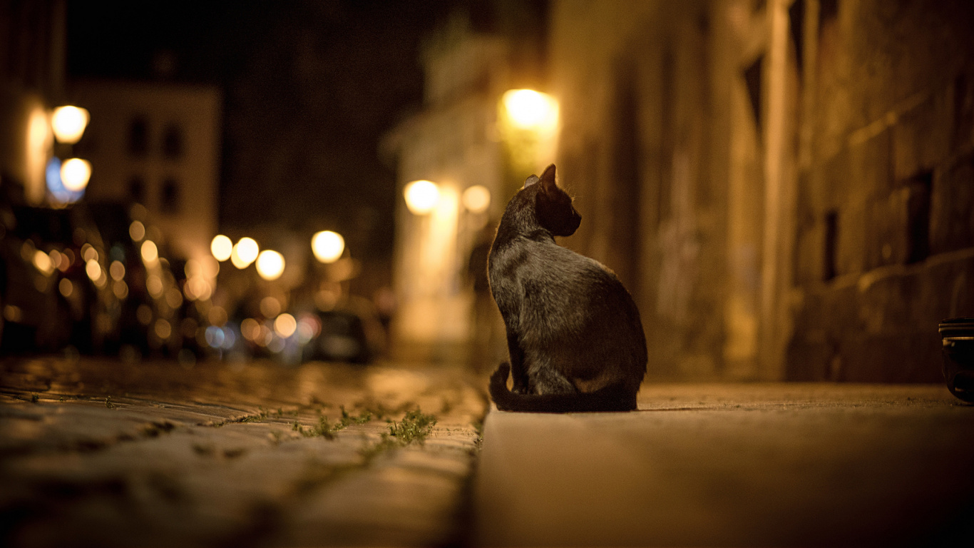 Обои свет, ночь, освещение, темнота, улица в разрешении 1366x768