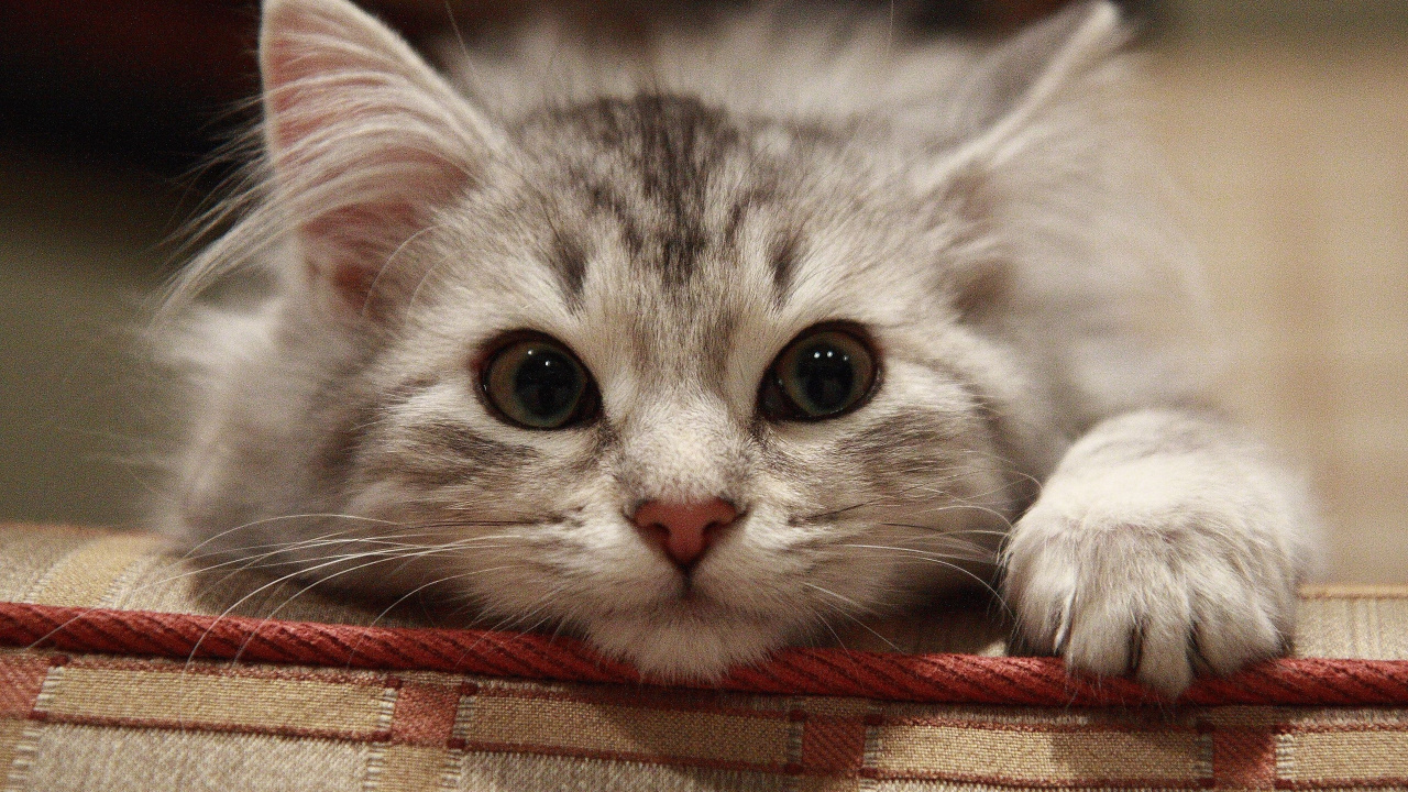 Обои Сибирская кошка, персидская кошка, котенок, сиамская кошка, бакенбарды в разрешении 1280x720