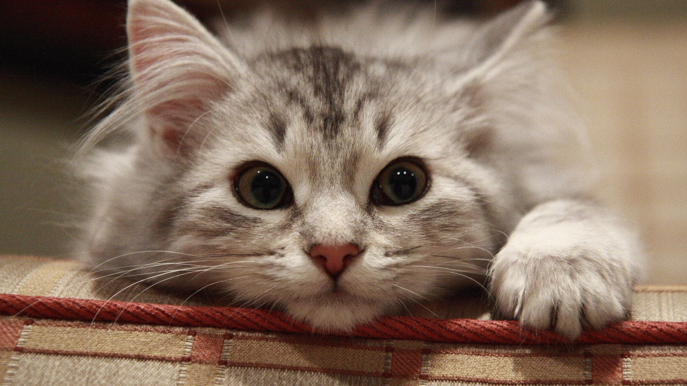 Обои Сибирская кошка, персидская кошка, котенок, сиамская кошка, бакенбарды в разрешении 1366x768