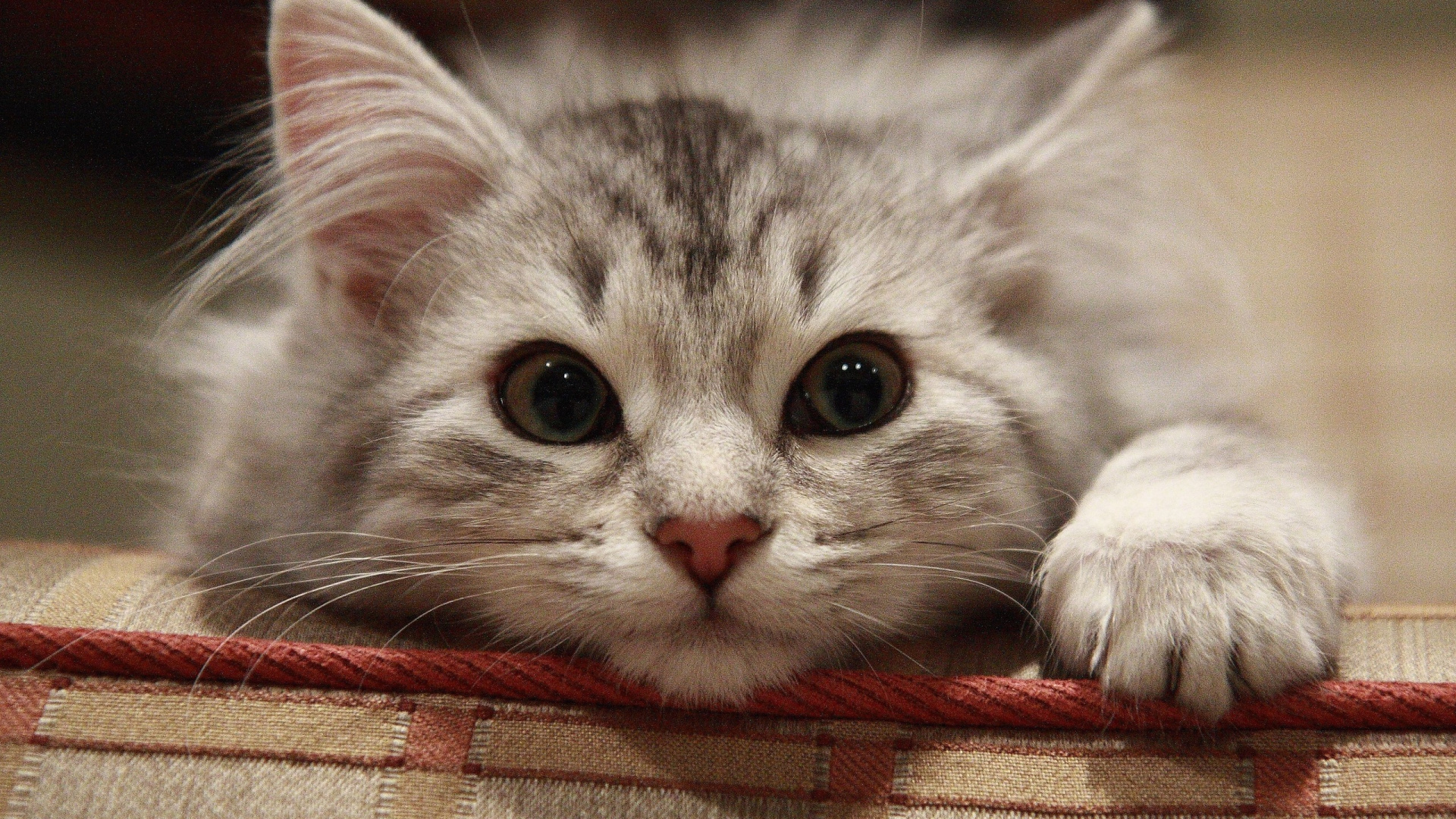 Обои Сибирская кошка, персидская кошка, котенок, сиамская кошка, бакенбарды в разрешении 1920x1080