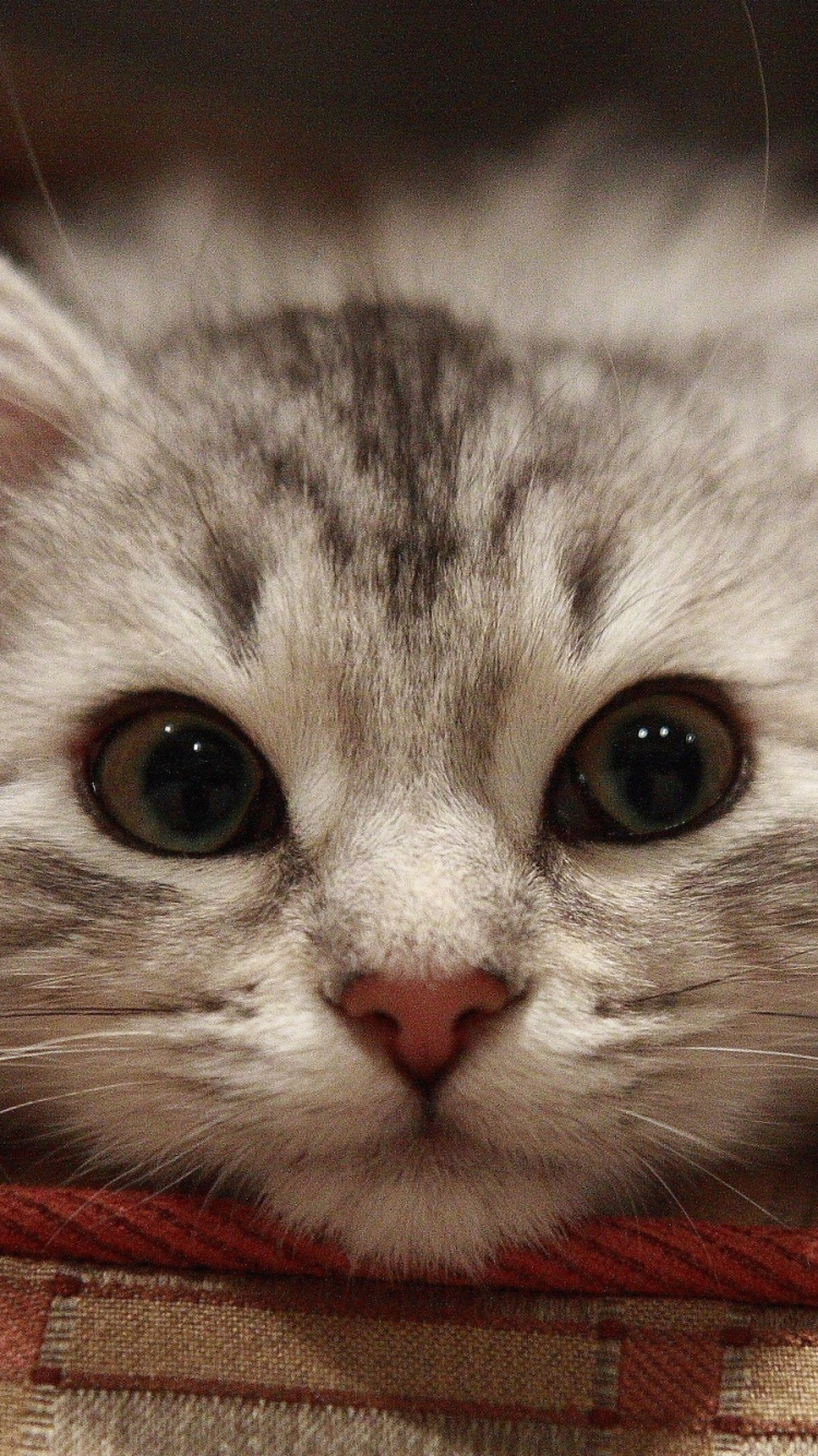 Обои Сибирская кошка, персидская кошка, котенок, сиамская кошка, бакенбарды в разрешении 750x1334