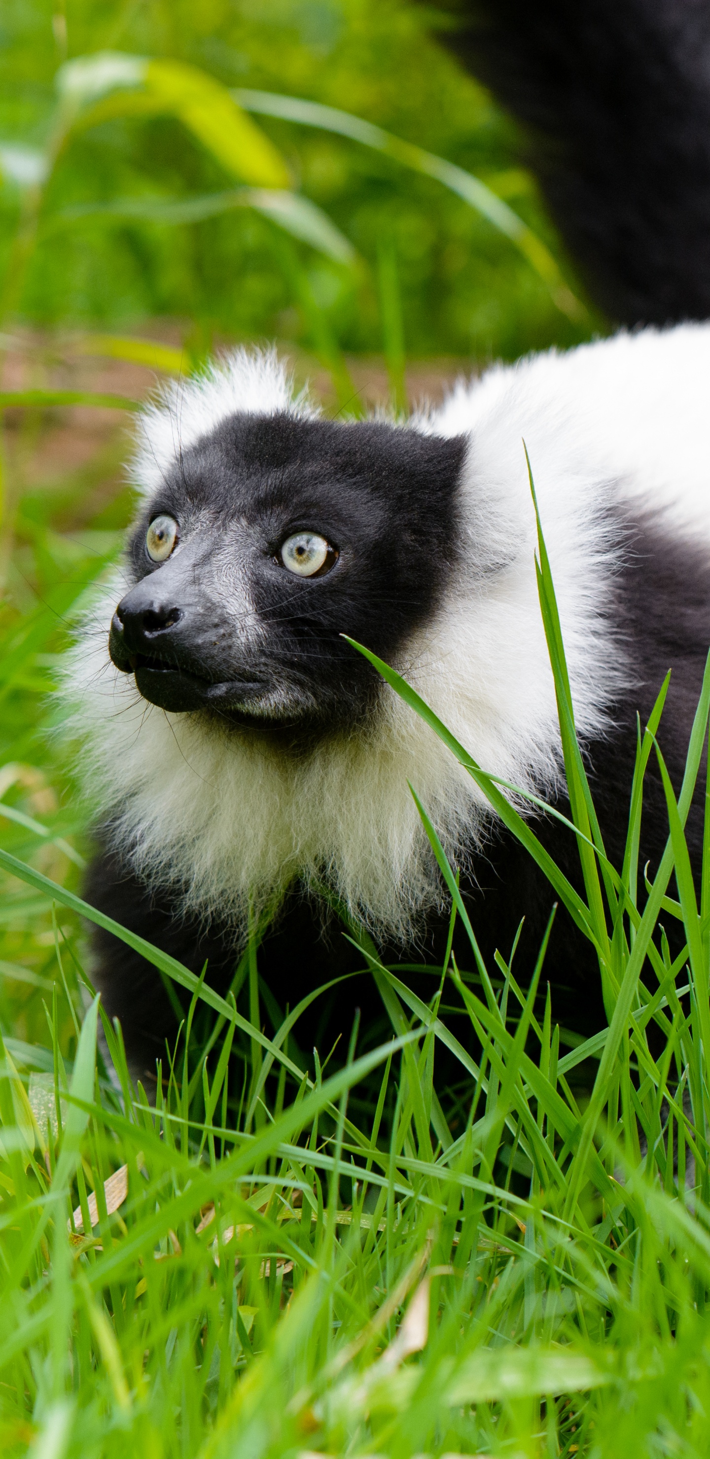 Обои растение, живая природа, завод, зоопарк, морда в разрешении 1440x2960