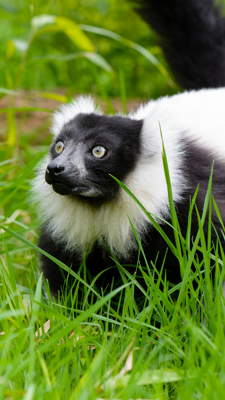 Обои растение, живая природа, завод, зоопарк, морда в разрешении 750x1334