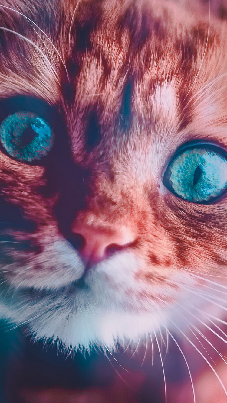 Обои кот, бакенбарды, кошачьих, синий, нос в разрешении 750x1334