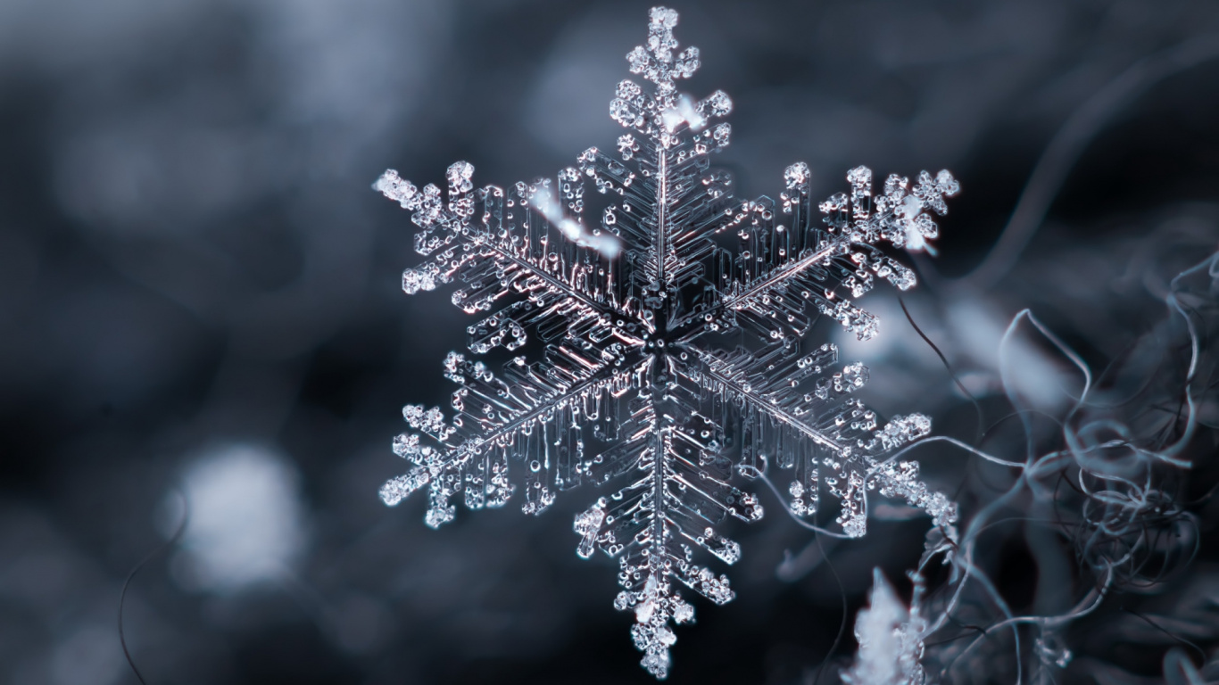 Обои прут, наземное растение, замораживание, арт, вода в разрешении 1366x768