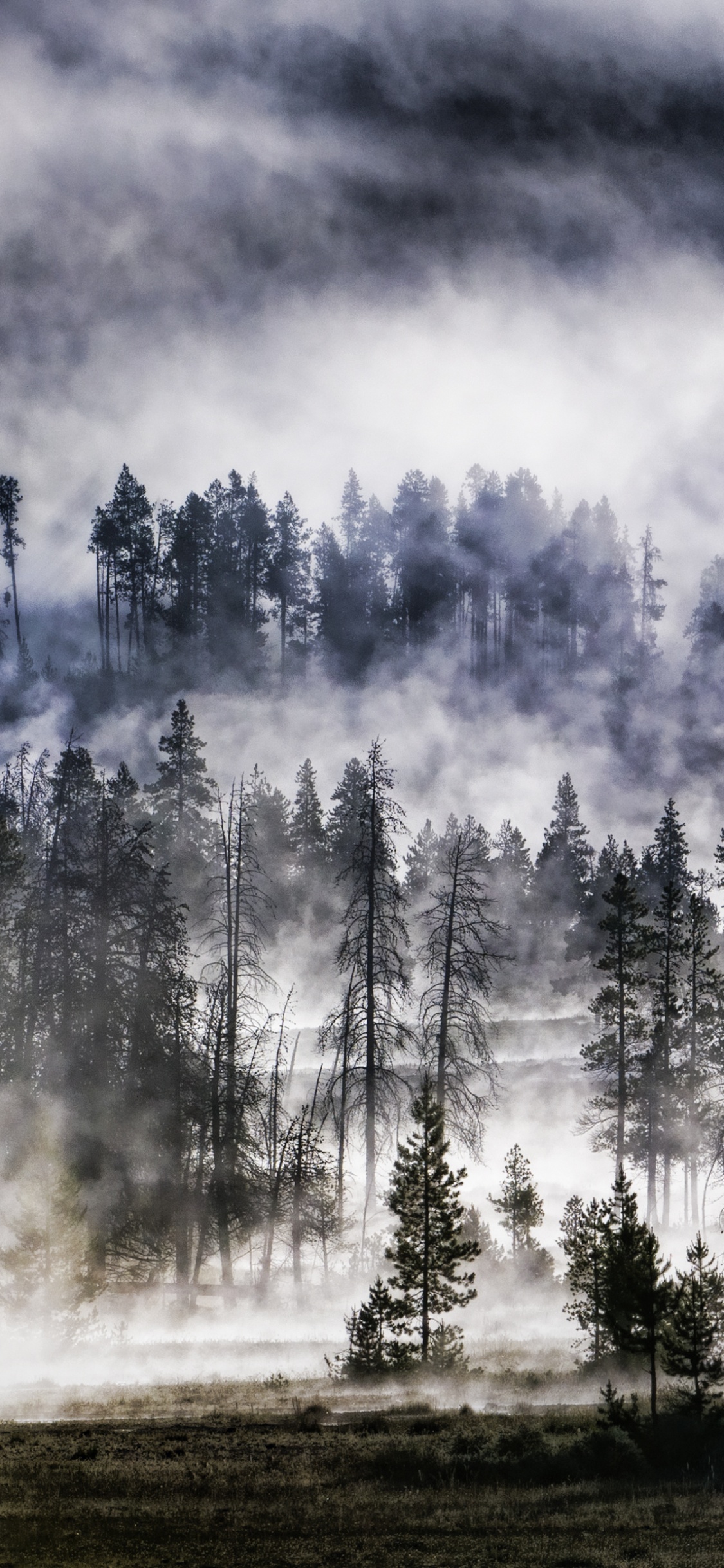 Обои лес туман, лес, дерево, природа, облако в разрешении 1125x2436