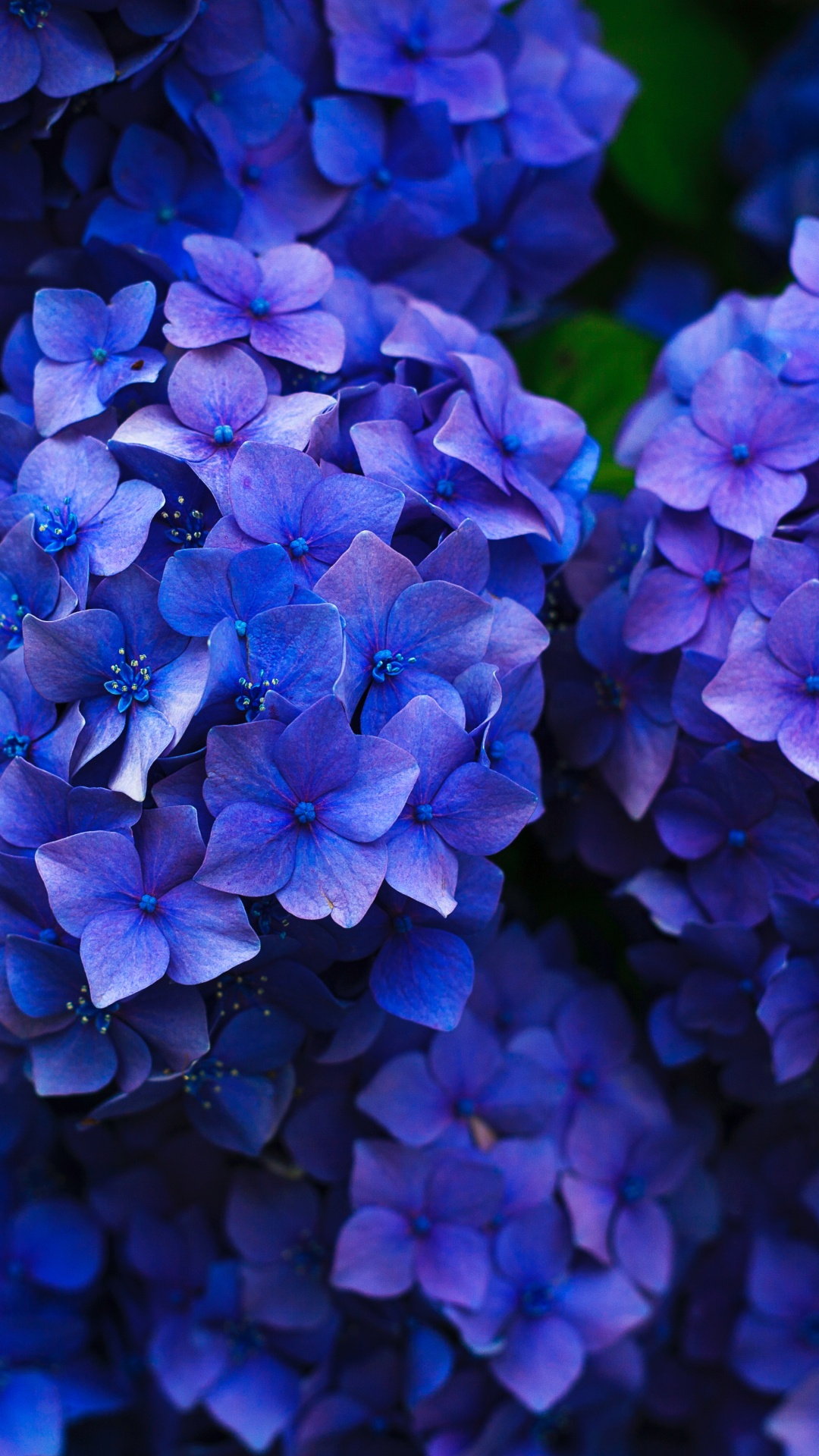 Обои французская Гортензия, цветок, рассада, синий, синий кобальт в разрешении 1080x1920