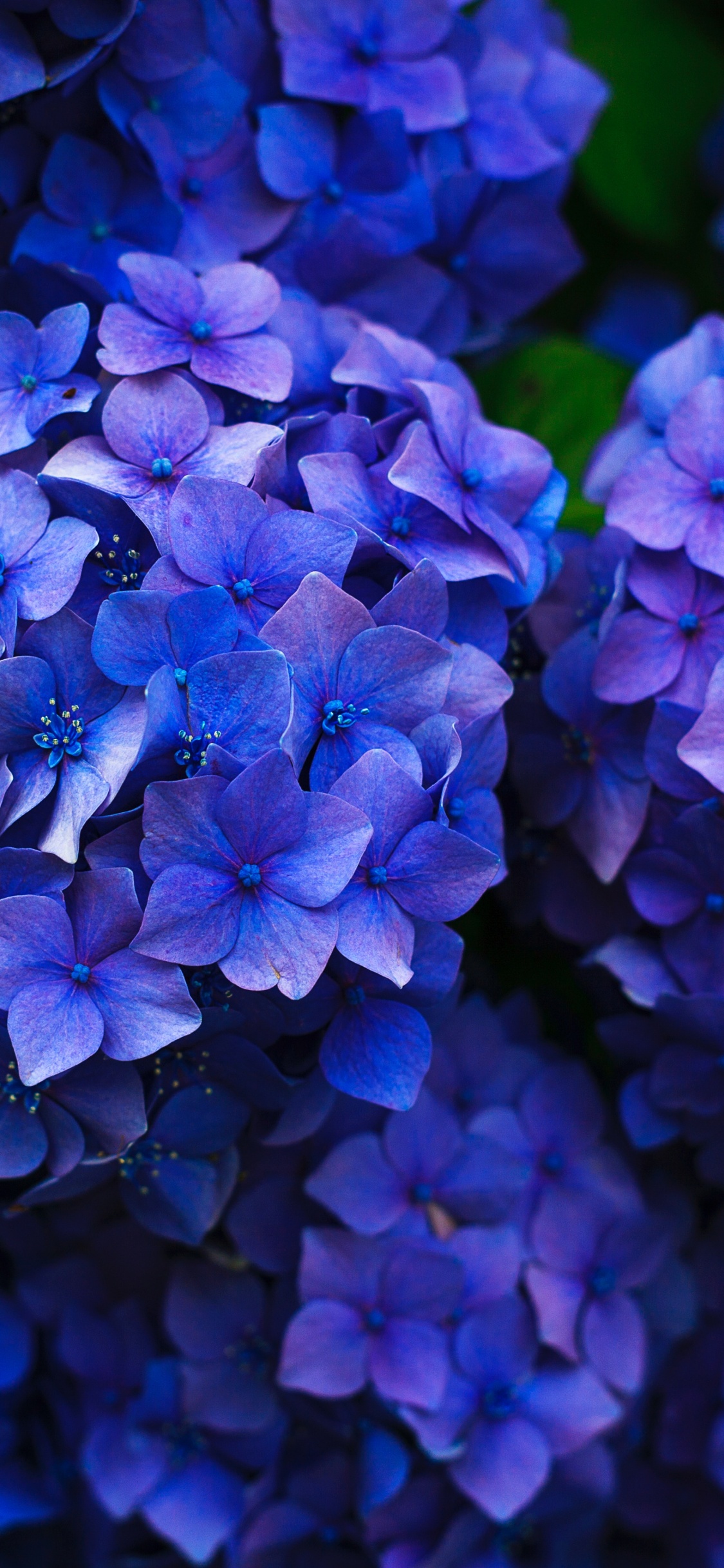 Обои французская Гортензия, цветок, рассада, синий, синий кобальт в разрешении 1125x2436