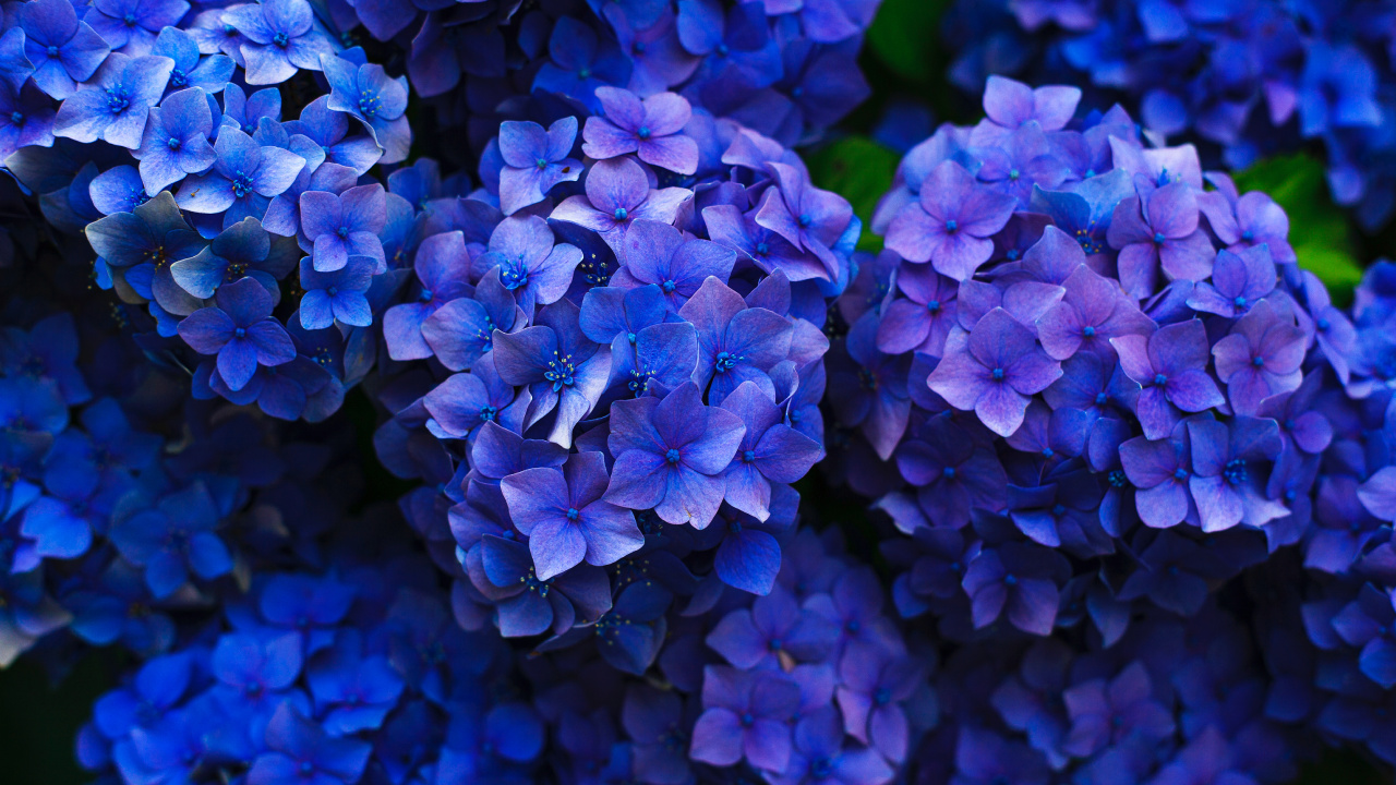 Обои французская Гортензия, цветок, рассада, синий, синий кобальт в разрешении 1280x720