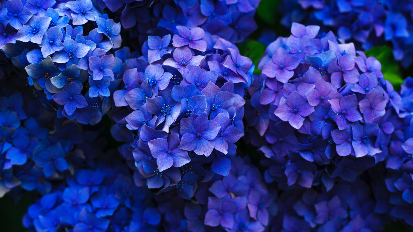 Обои французская Гортензия, цветок, рассада, синий, синий кобальт в разрешении 1366x768