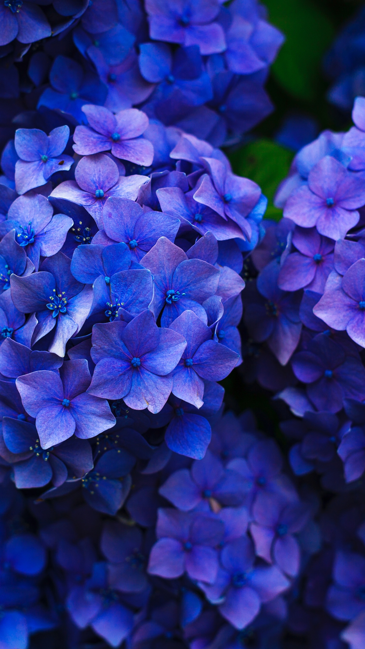 Обои французская Гортензия, цветок, рассада, синий, синий кобальт в разрешении 1440x2560