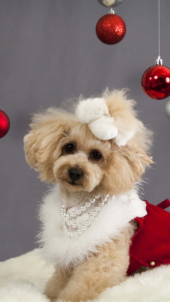 Обои щенок, пудель, пес, собака породы, рождественский орнамент в разрешении 720x1280