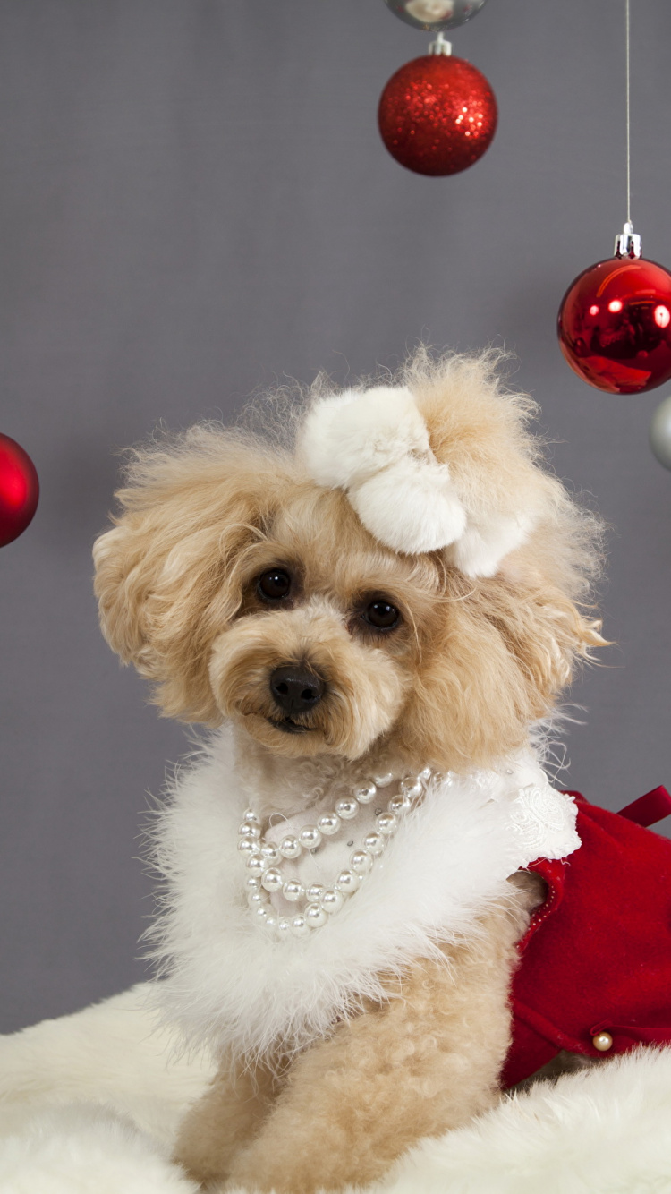 Обои щенок, пудель, пес, собака породы, рождественский орнамент в разрешении 750x1334
