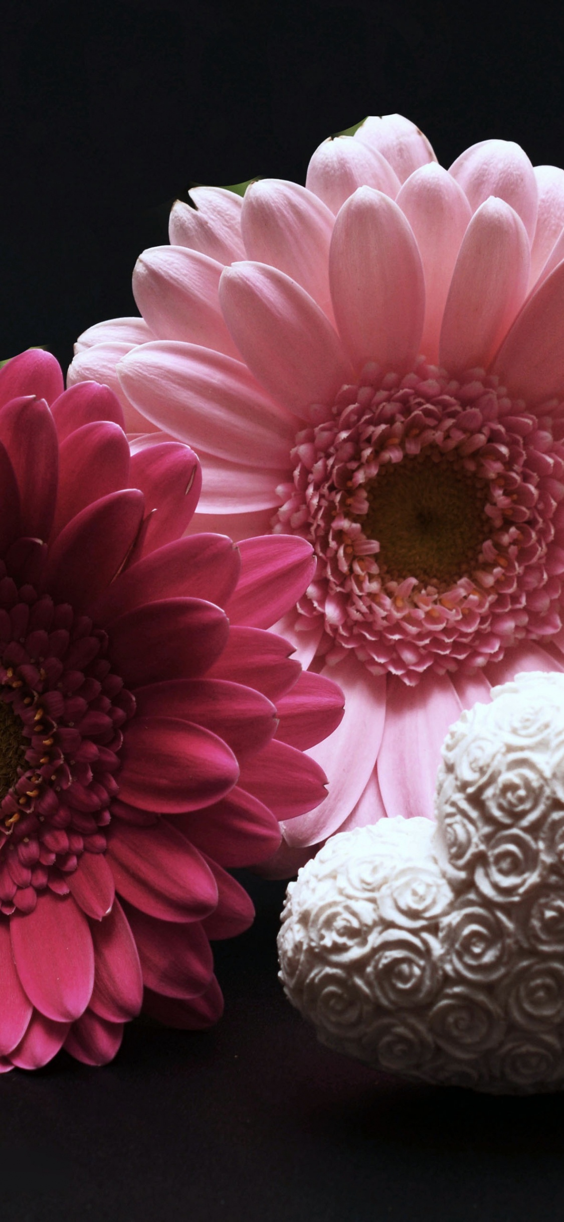 Обои Маргаритка barberton, гербера, цветок, розовый, лепесток в разрешении 1125x2436