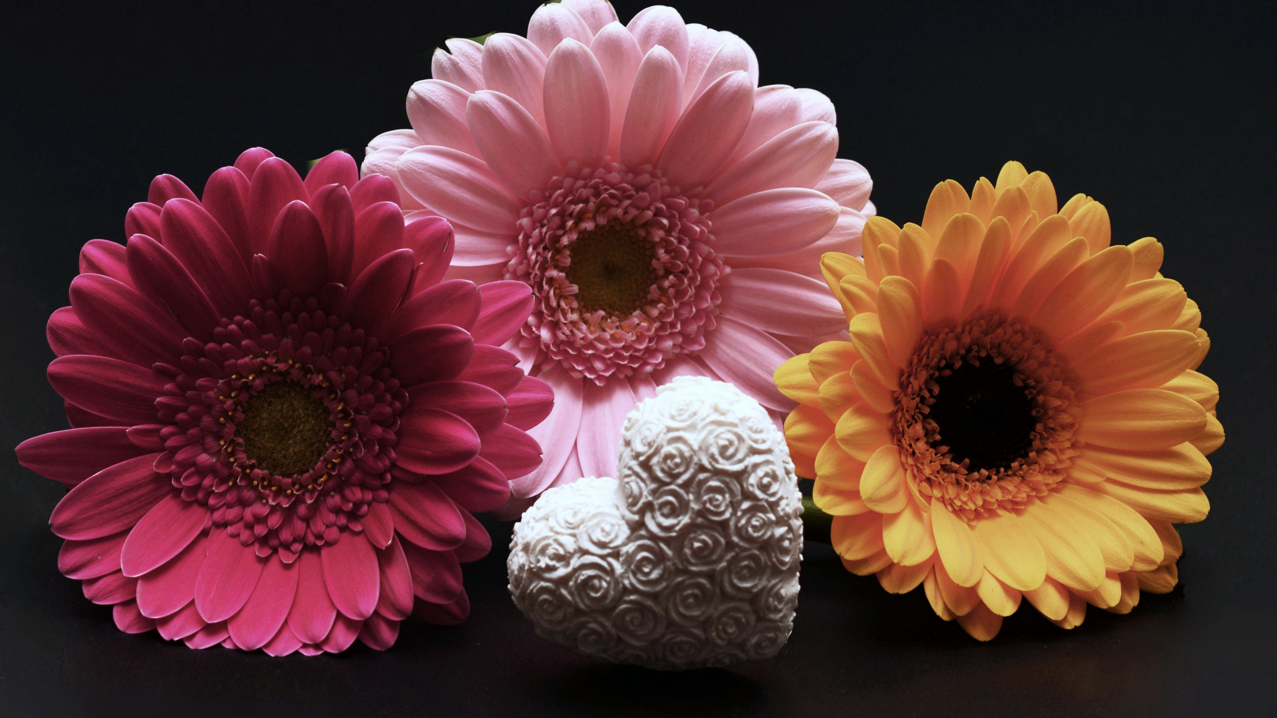 Обои Маргаритка barberton, гербера, цветок, розовый, лепесток в разрешении 2560x1440