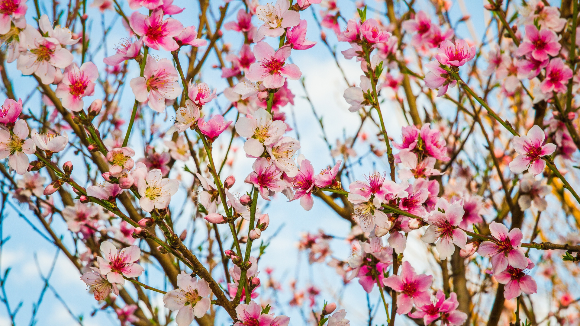 Обои цветок, розовый, весна, расцвет, ветвь в разрешении 1920x1080