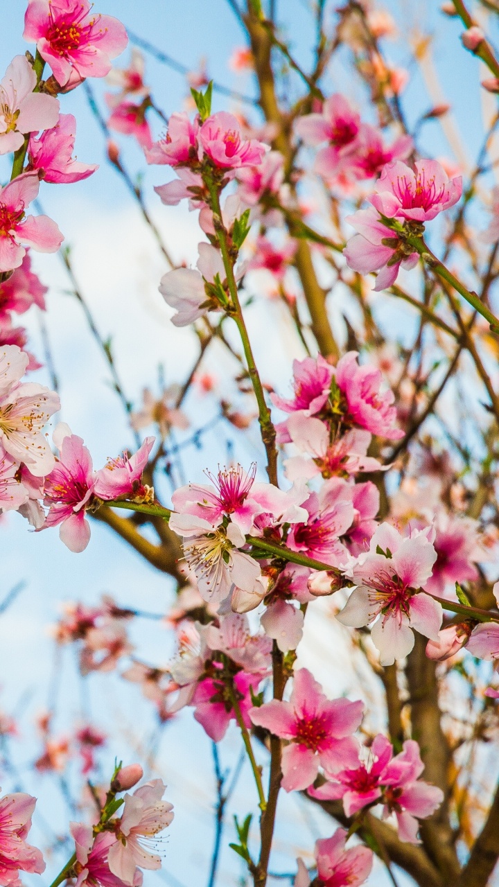 Обои цветок, розовый, весна, расцвет, ветвь в разрешении 720x1280