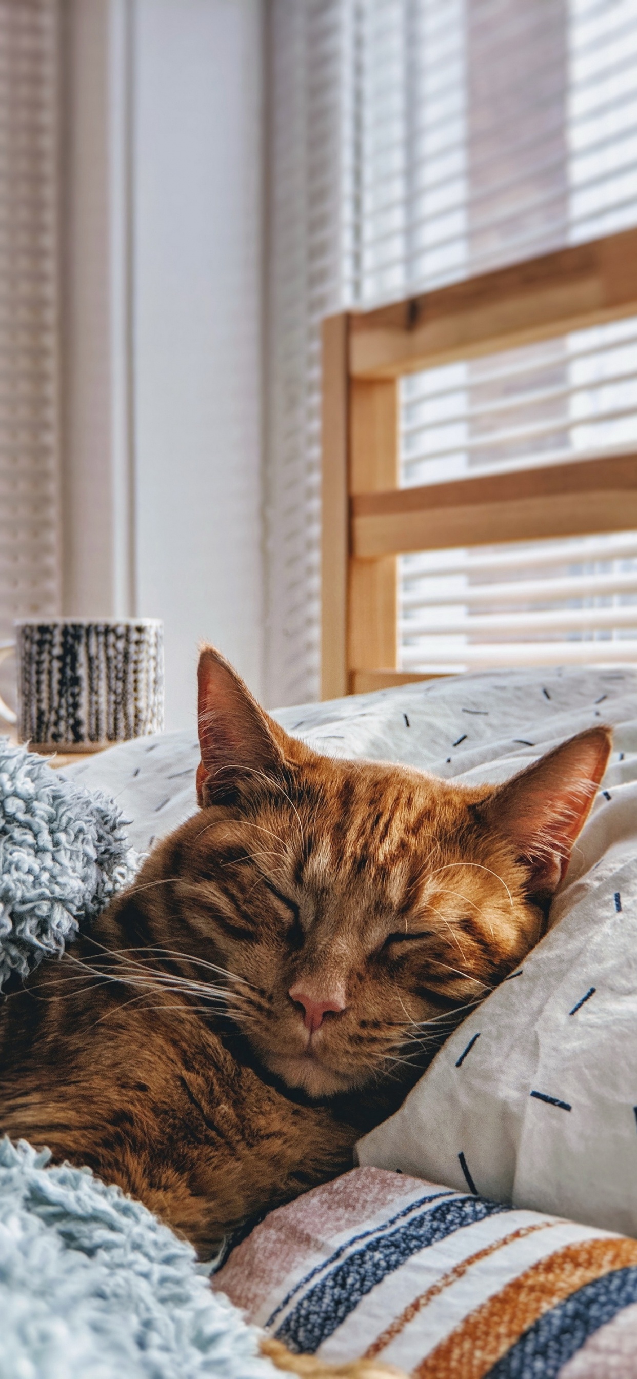 Обои кот, привлекательность, котенок, эстетика, окно в разрешении 1242x2688