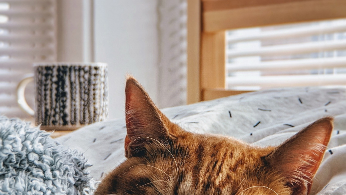 Обои кот, привлекательность, котенок, эстетика, окно в разрешении 1366x768