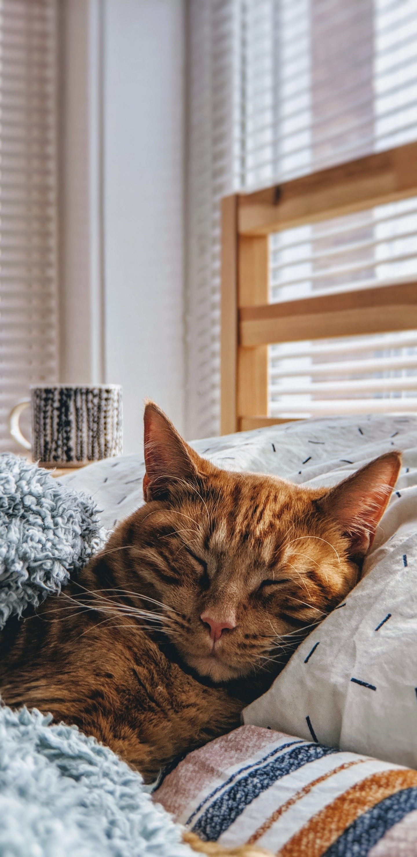 Обои кот, привлекательность, котенок, эстетика, окно в разрешении 1440x2960