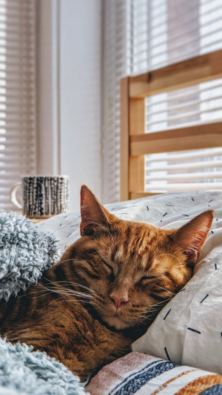 Обои кот, привлекательность, котенок, эстетика, окно в разрешении 750x1334