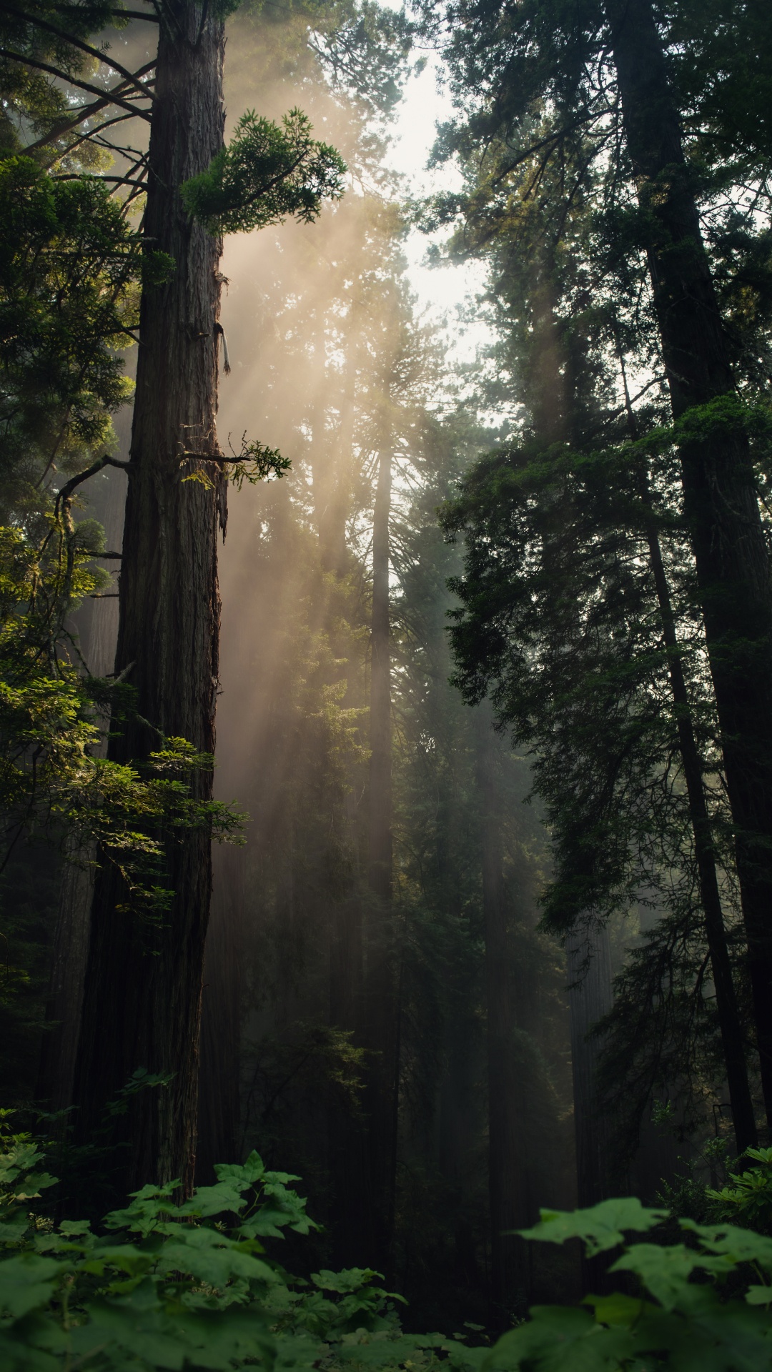 Обои дерево, лес, природа, окружающая среда, северный лиственный лес в разрешении 1080x1920