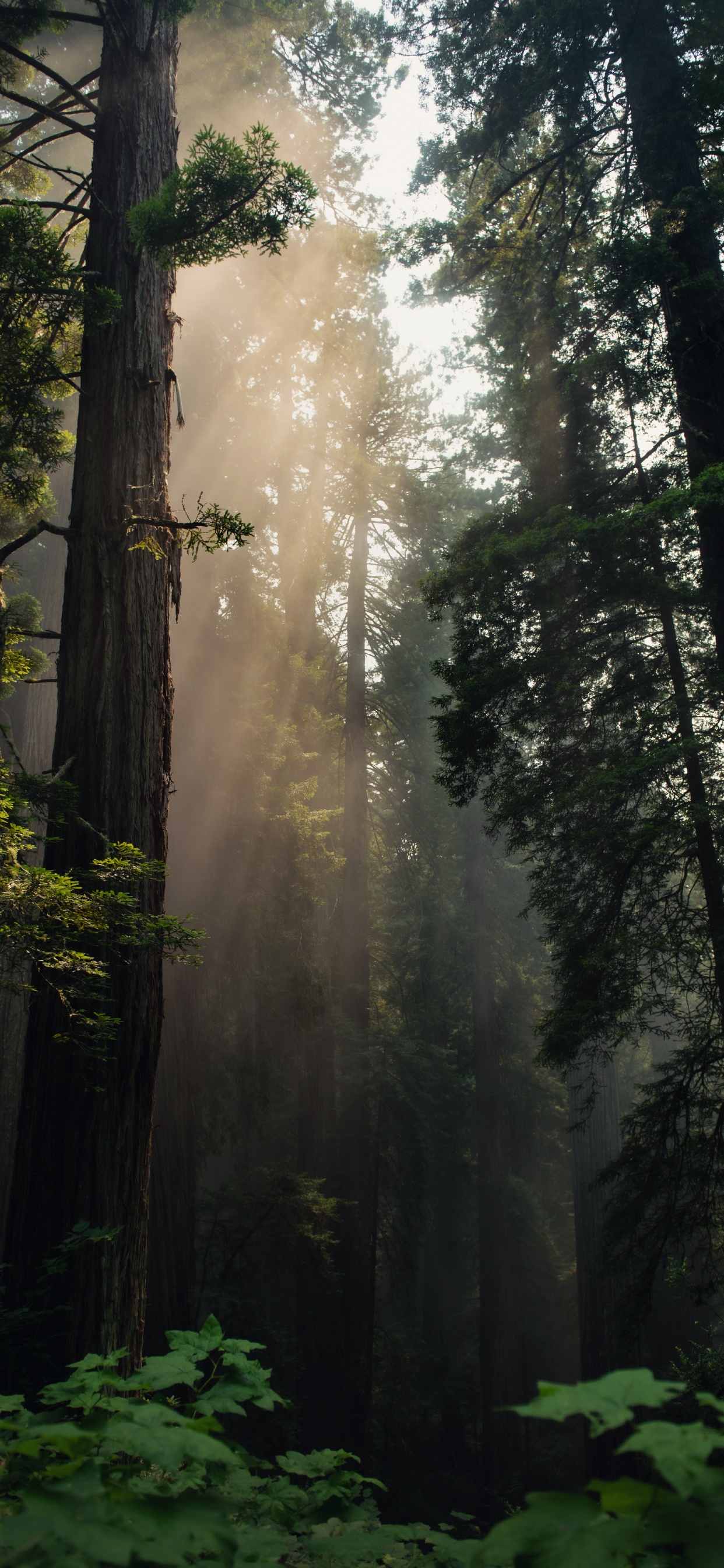 Обои дерево, лес, природа, окружающая среда, северный лиственный лес в разрешении 1242x2688