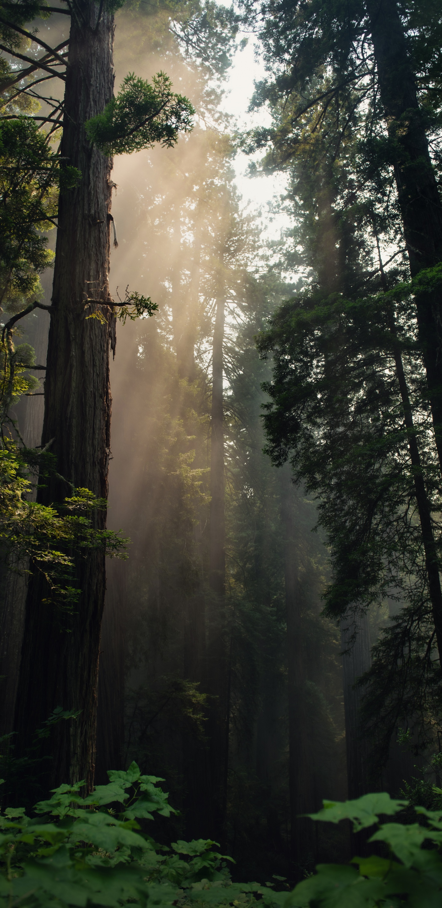Обои дерево, лес, природа, окружающая среда, северный лиственный лес в разрешении 1440x2960