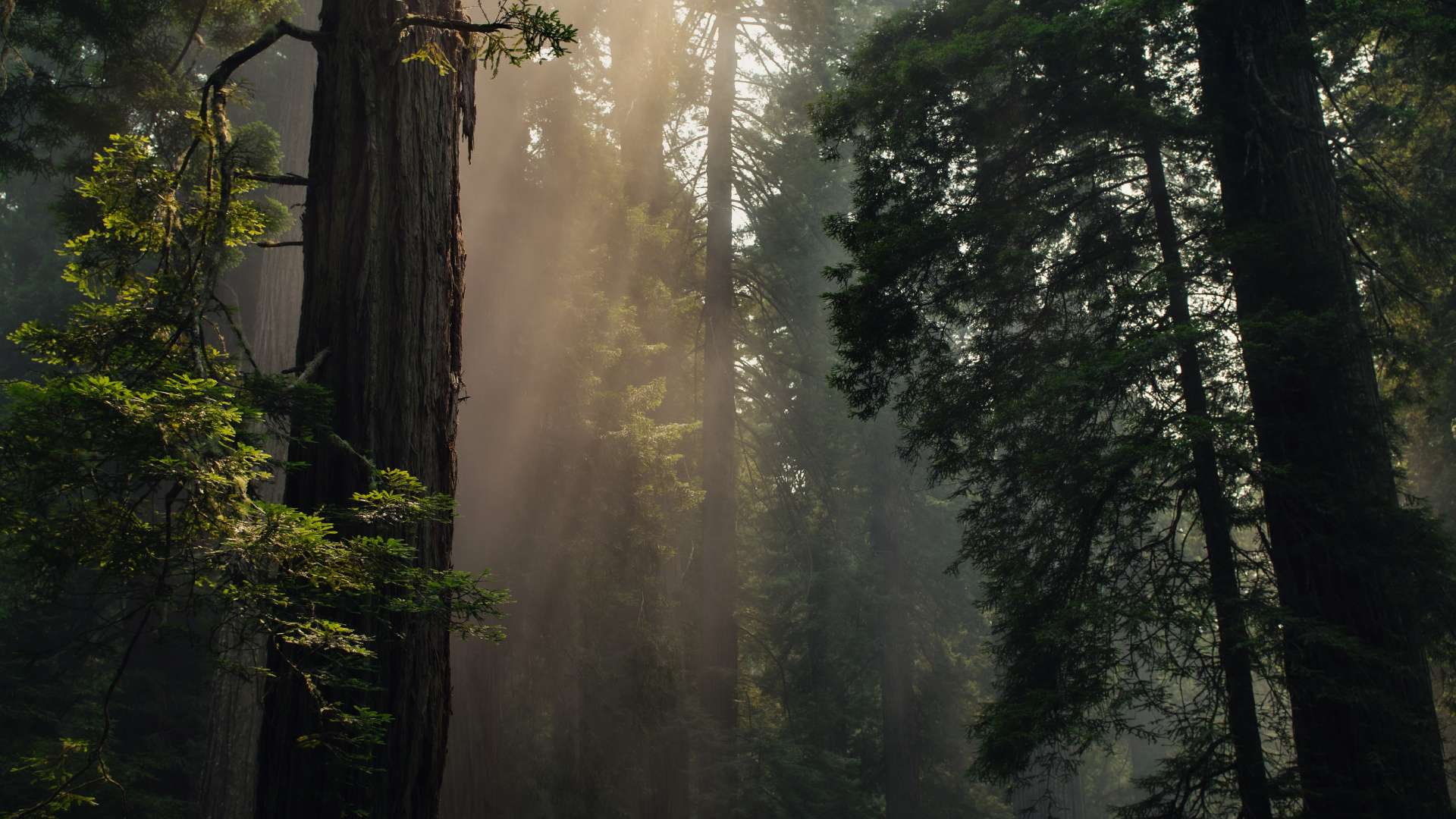 Обои дерево, лес, природа, окружающая среда, северный лиственный лес в разрешении 1920x1080