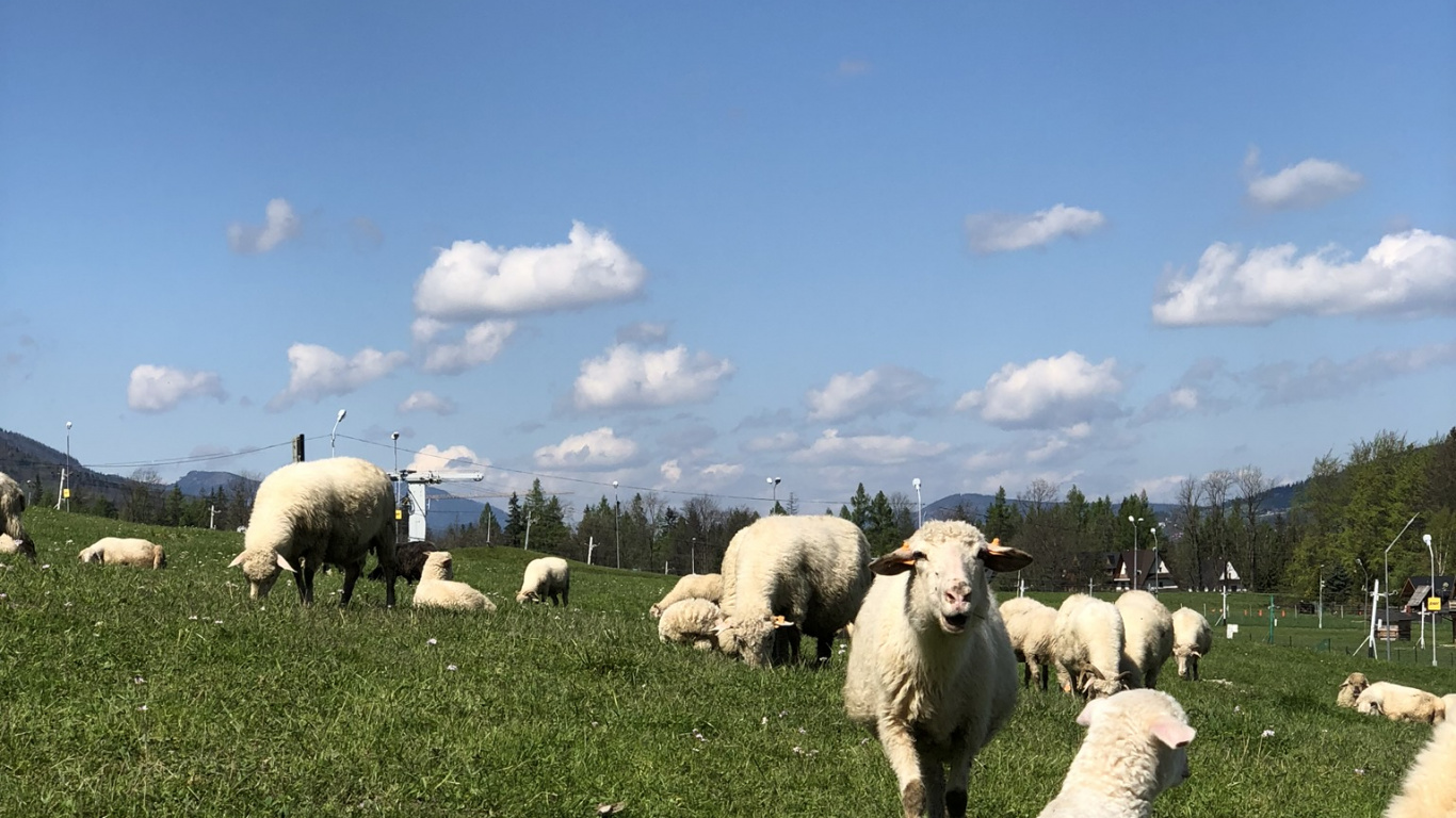 Обои сенокосное угодье, овца, стадо, коза, пастбище в разрешении 1366x768