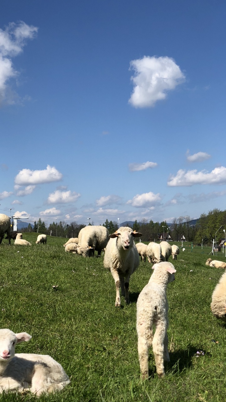 Обои сенокосное угодье, овца, стадо, коза, пастбище в разрешении 720x1280