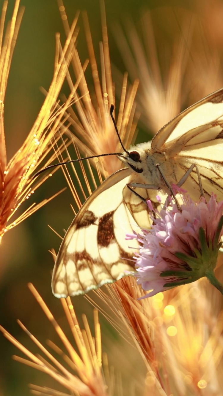 Обои боке, насекомое, бабочка, беспозвоночных, мотыльки и бабочки в разрешении 750x1334