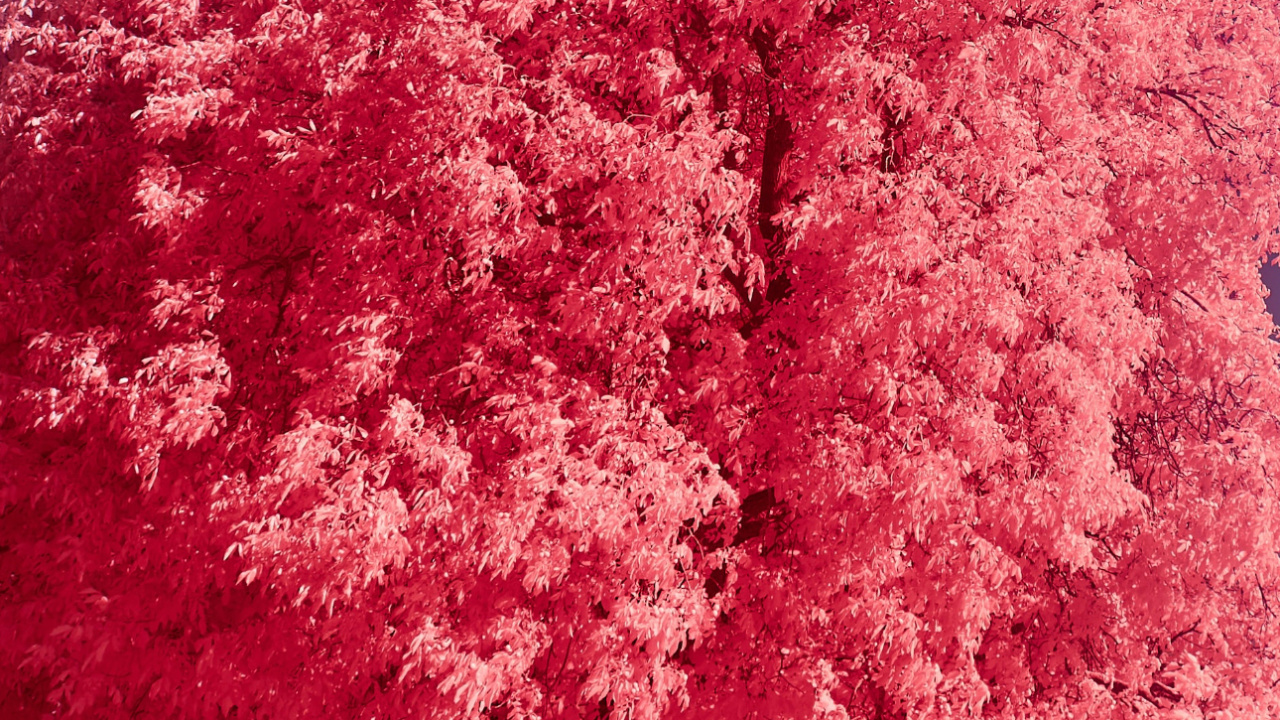 Обои iOS 16, ios, яблоко, цветок, ботаники в разрешении 1280x720