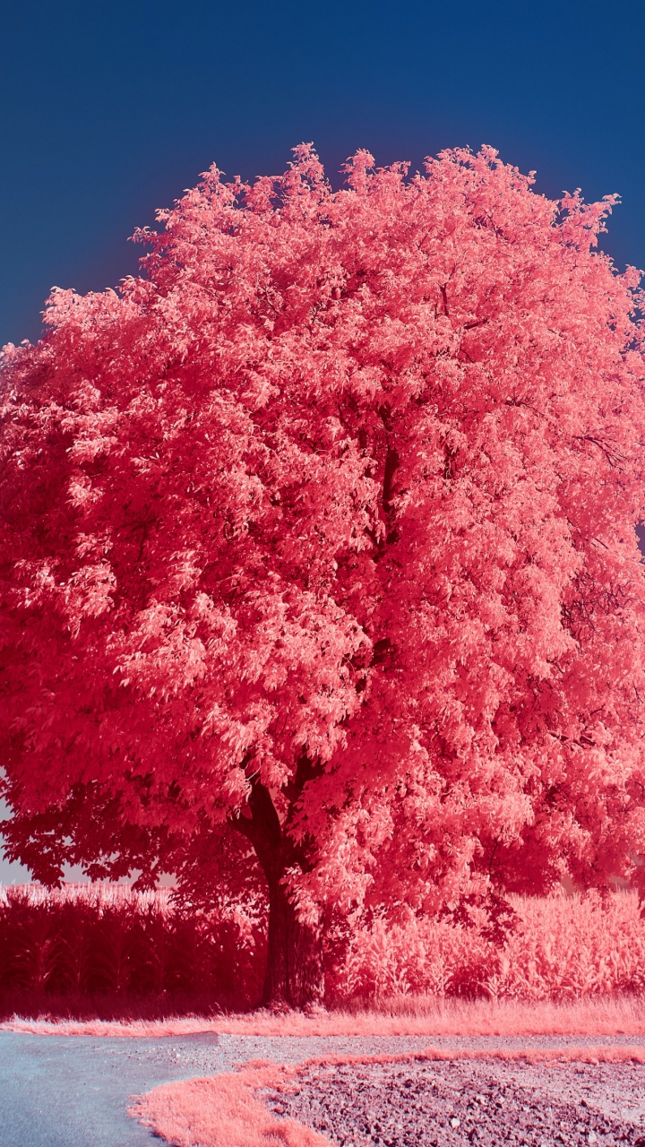 Обои iOS 16, ios, яблоко, цветок, ботаники в разрешении 720x1280