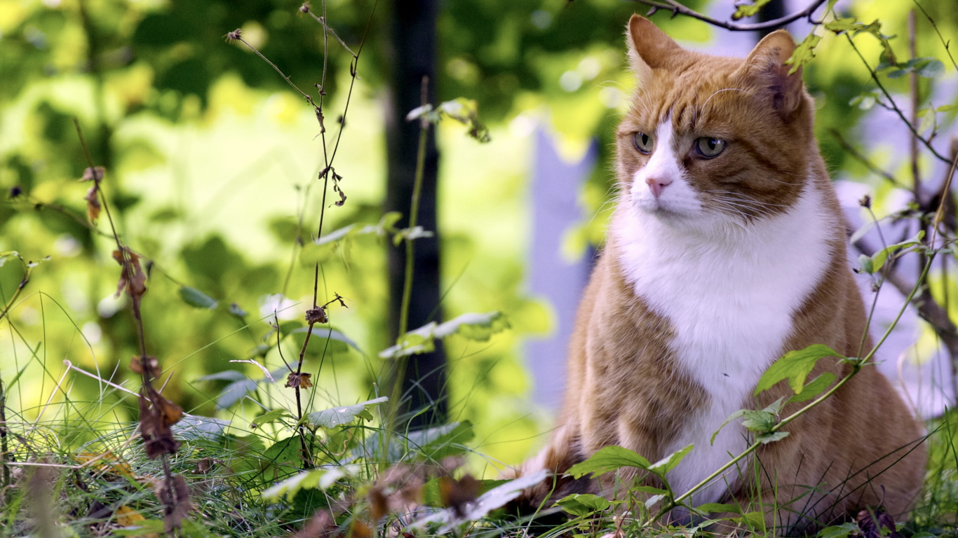 Обои котенок, полосатый кот, листья, фауна, лето в разрешении 1366x768