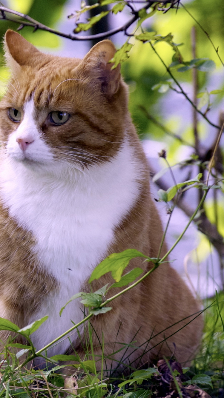 Обои котенок, полосатый кот, листья, фауна, лето в разрешении 750x1334