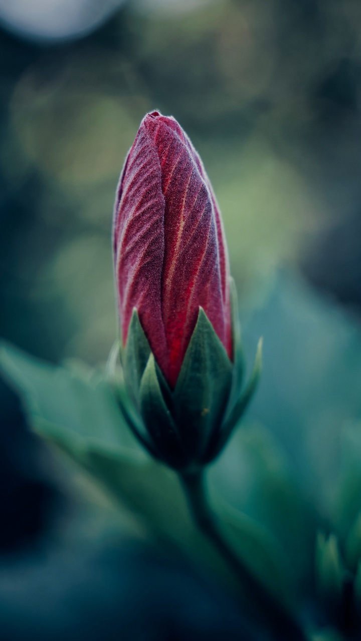 Обои бутон, цветок, лепесток, растение, зеленый в разрешении 720x1280