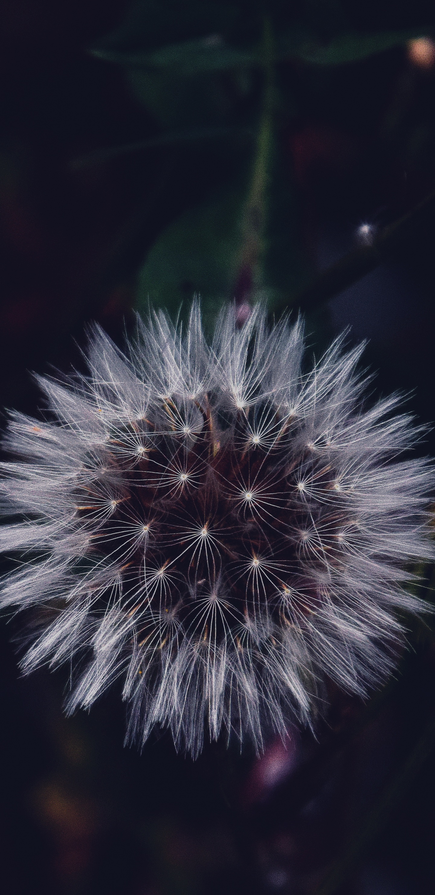 Обои цветок, вода, одуванчик, растение, ночь в разрешении 1440x2960